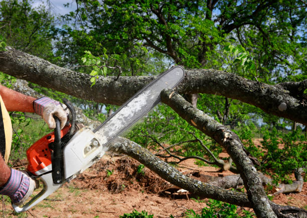 Best Commercial Tree Services  in Manahawkin, NJ